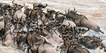 7-Day Best Serengeti Great Migration Safari