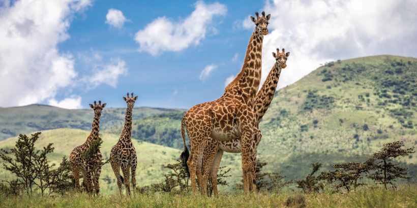 1-Day Safari from Zanzibar to Mikumi National Park