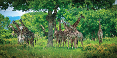 2-Day Budget Safari to Lake Manyara and Ngorongoro