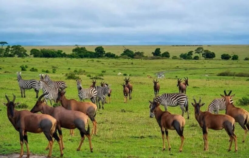 3-Day Safari to Lake Manyara Ngorongoro Crater Tarangire
