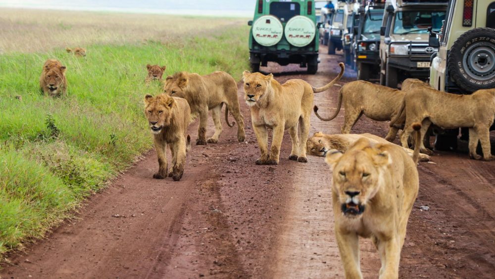 classic-2-day-tanzania-safari-tours